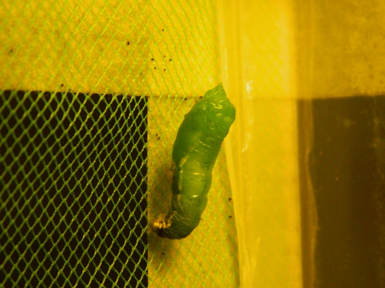 Colias crocea e uova